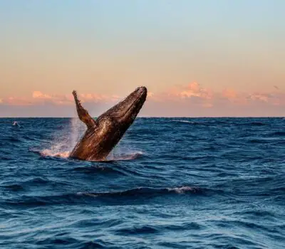 Avistamiento de Ballenas