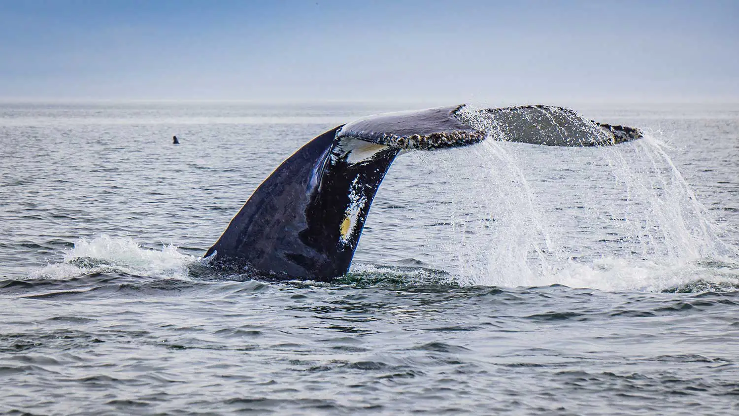 Avistamiento de Ballenas