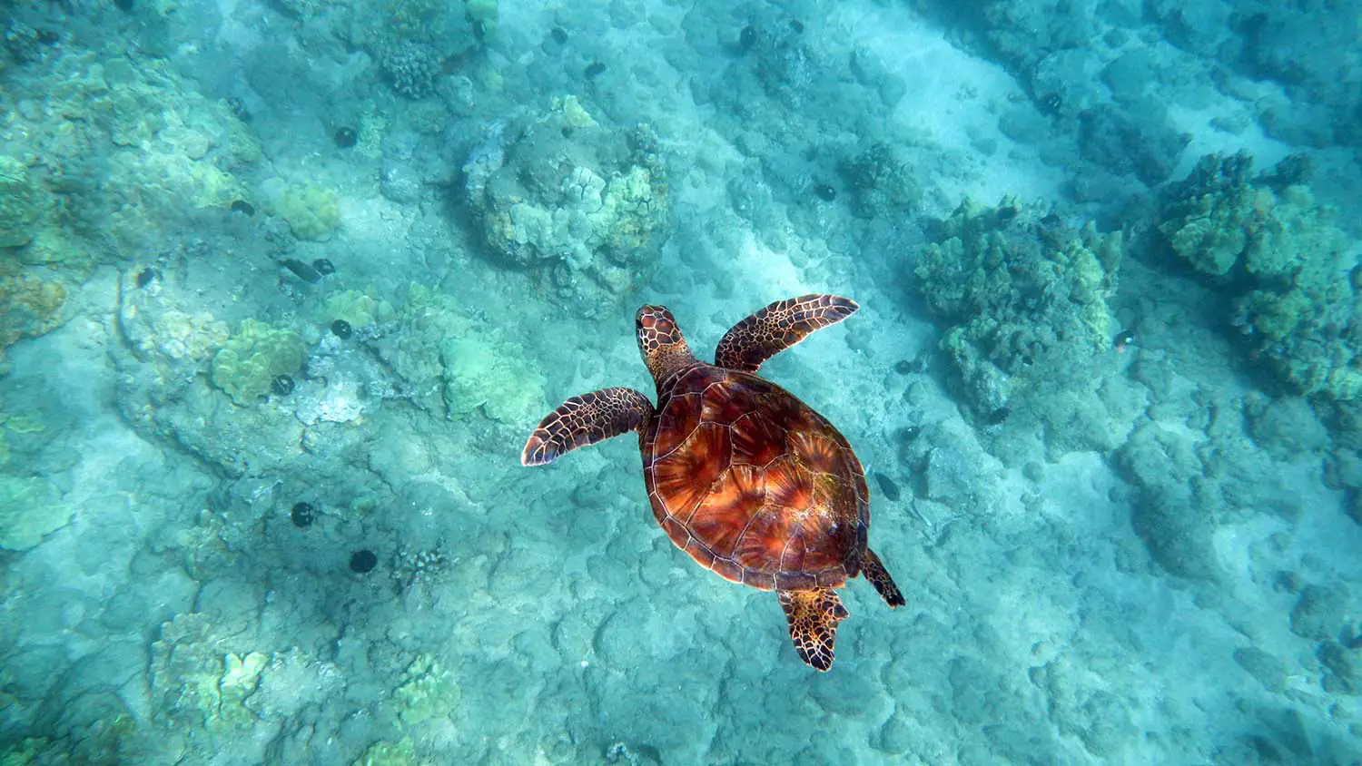 Snorkel y Buceo