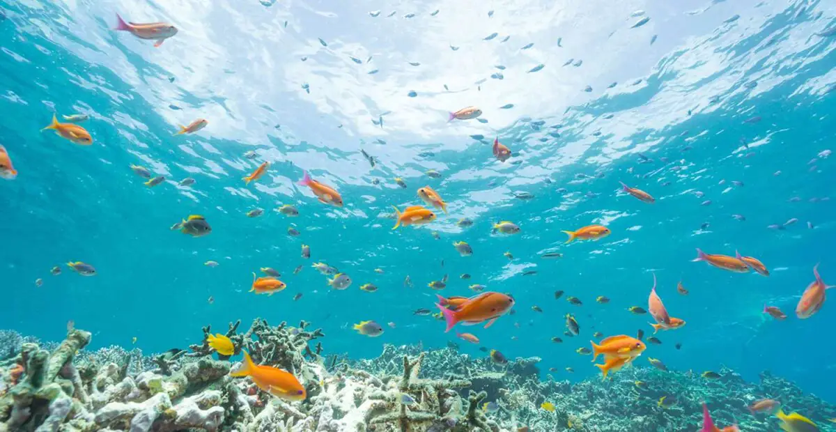 snorkel web 2